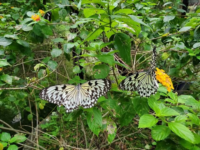 Malagos Butterfly Sanctuary - Image 1