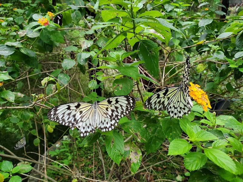 Malagos Butterfly Sanctuary - Image 1