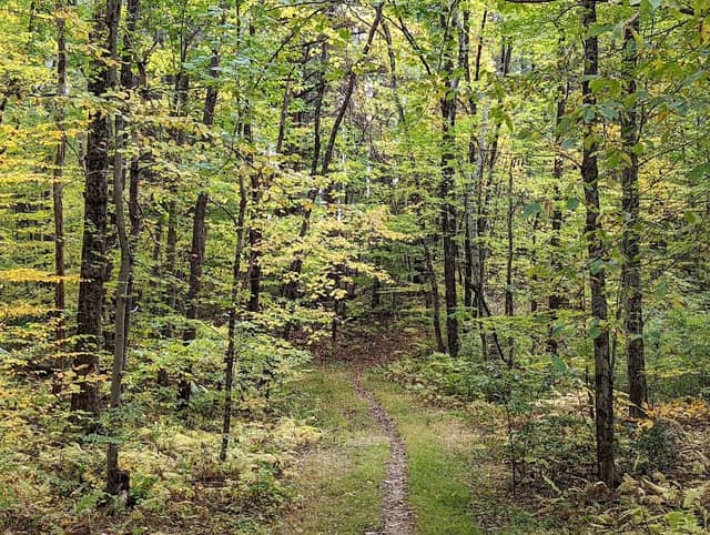 MassWildlife's Bennett Wildlife Management Area - Image 1