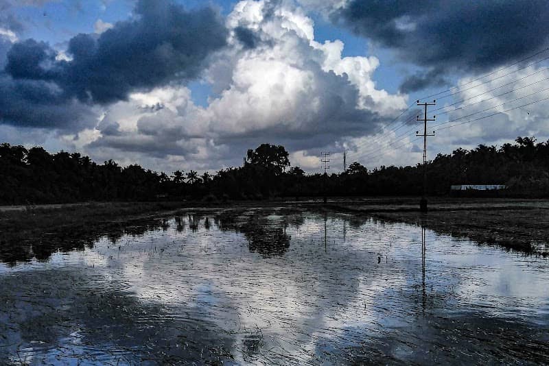 paddy field - Image 1