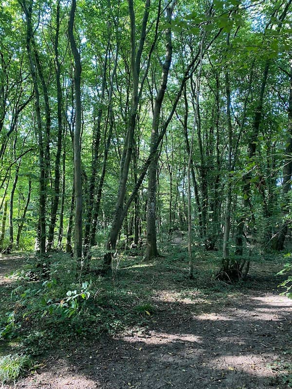 Cuckoo woods - Image 2