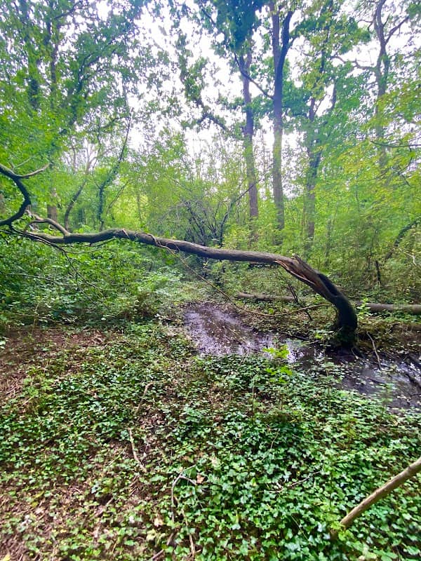 Cuckoo woods - Image 1