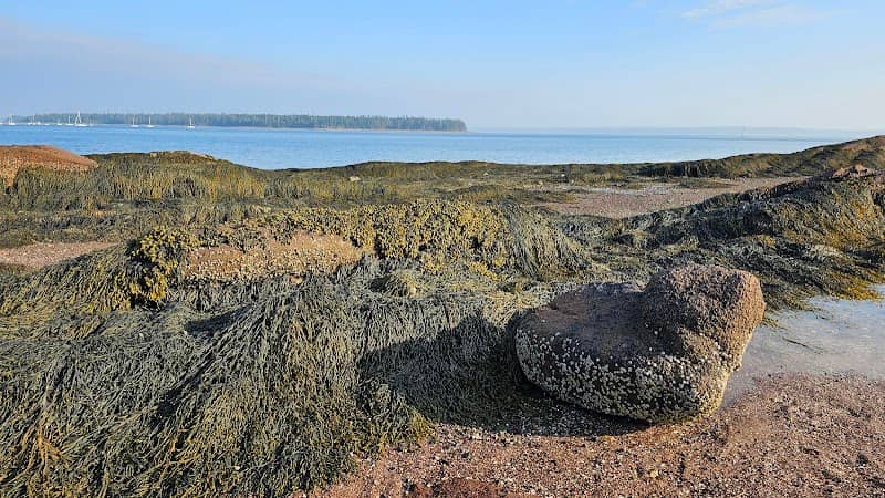 Basil Rock - Image 2