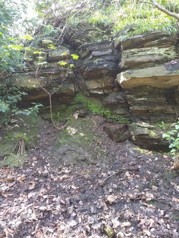 Shibdon Dene - Image 1