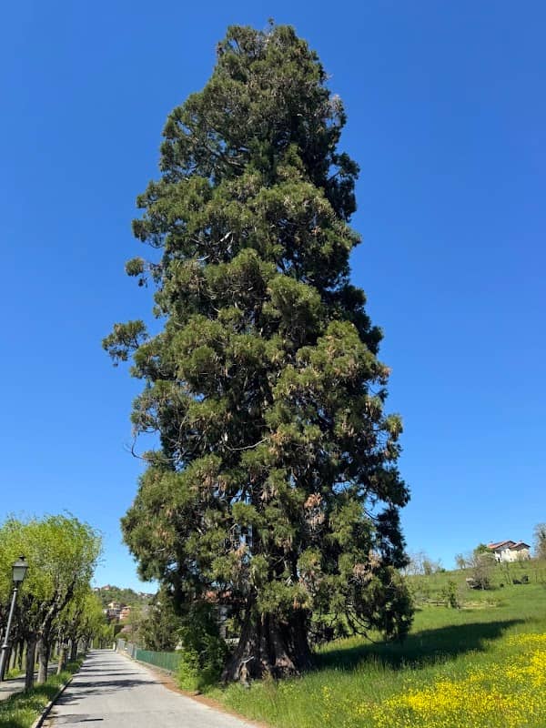 Sequoia Gigante di Vicoforte - Image 1