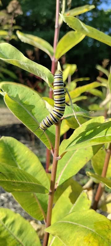 Polaris Butterfly Gardens - Image 2