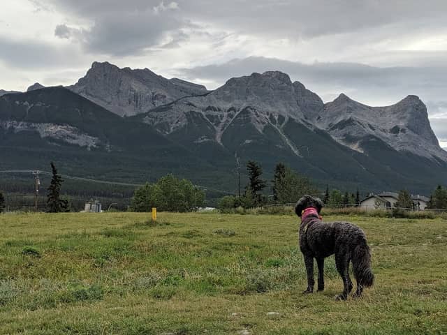 Elk Run Dog Park - Image 3