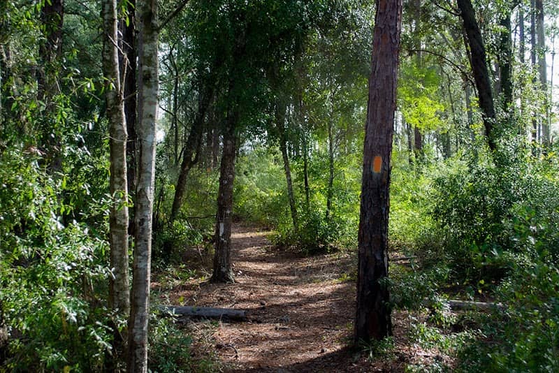 Carl Duval Moore State Forest - Image 2