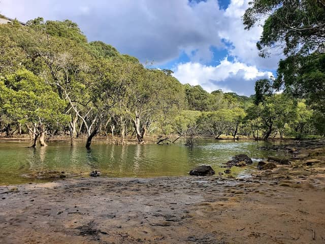 Angophora Reserve - Image 2