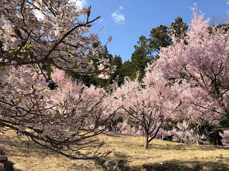 Mitsutogesakura Park - Image 3