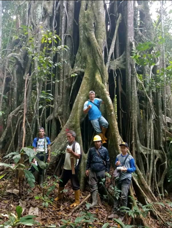 Hutan Lindung - Image 1