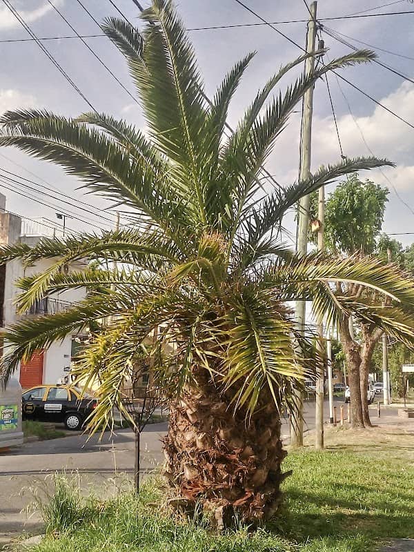 La Piña Gigante de Gerli - Image 1