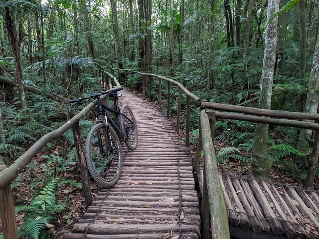 Caminho da floresta - Image 1