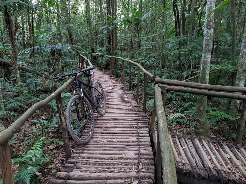 Caminho da floresta - Image 1