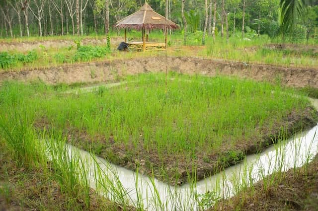 สวนส้มปันสุข (โคกหนองนาโมเดล) - Image 1