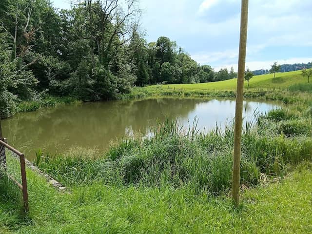 Moosmühleweiher - Image 1