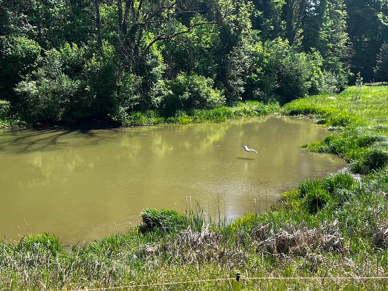 Moosmühleweiher - Image 2