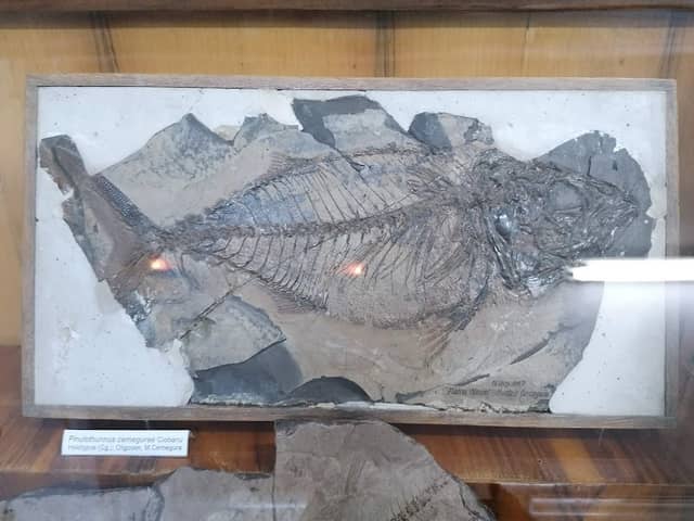 Museum of Natural Sciences - Image 2