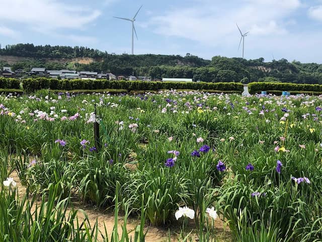 Awara Lake Kitagata Iris Garden - Image 1