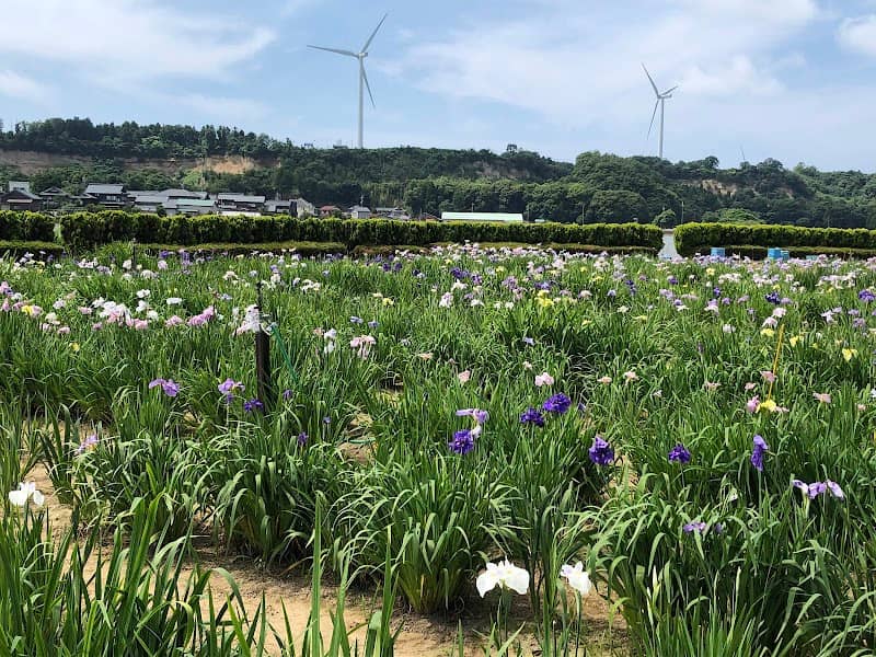 Awara Lake Kitagata Iris Garden - Image 1