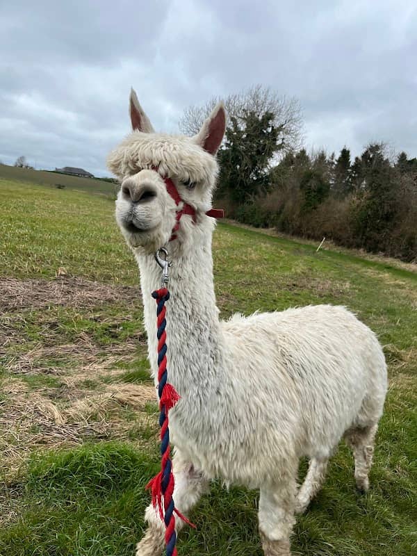 Long Acre Alpacas - Image 1