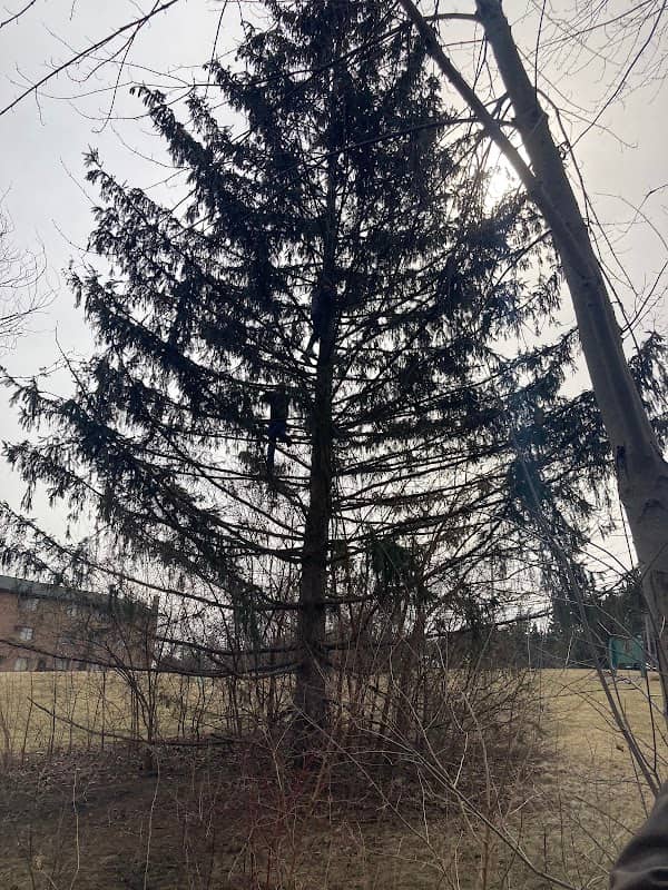 Lindinwood park - Image 1