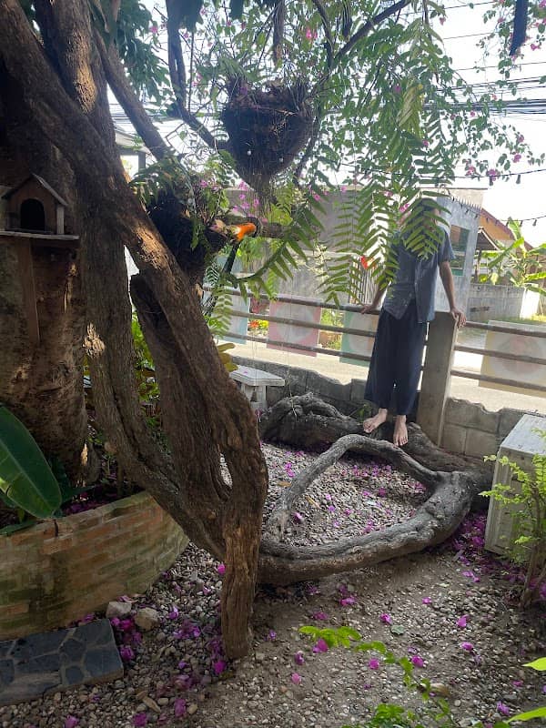ต้นเฟื่องฟ้าใหญ่ที่สุดในโลก - Image 3