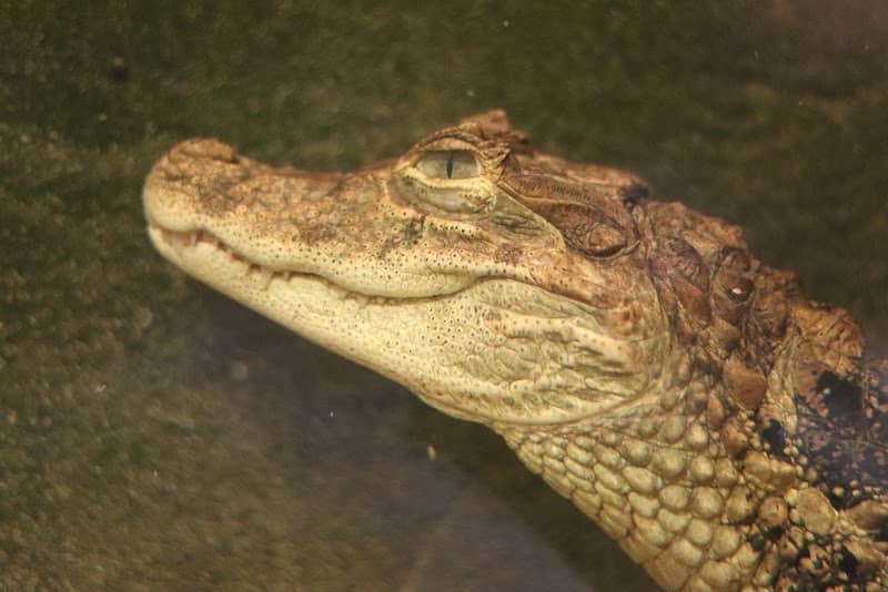 Crocodiles of the World - Image 1
