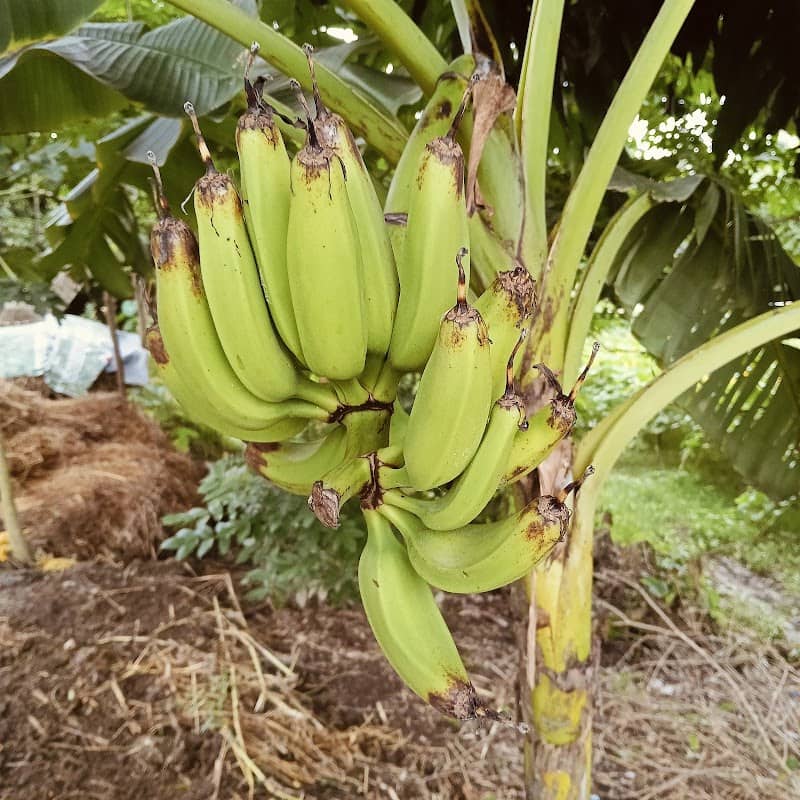 নিগাতলা বিশ্ববিদ্যালয় দিঘী - Image 1