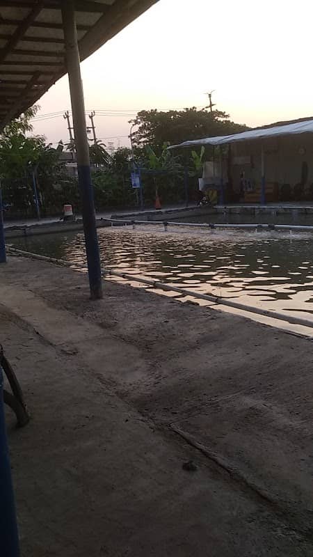 PEMANCINGAN PINUS - Image 2