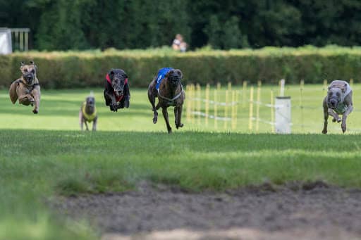 Windhonden Renvereniging Midland - Image 2