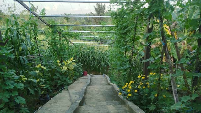 Kebun KWT Daun Sop Ceria - Image 1
