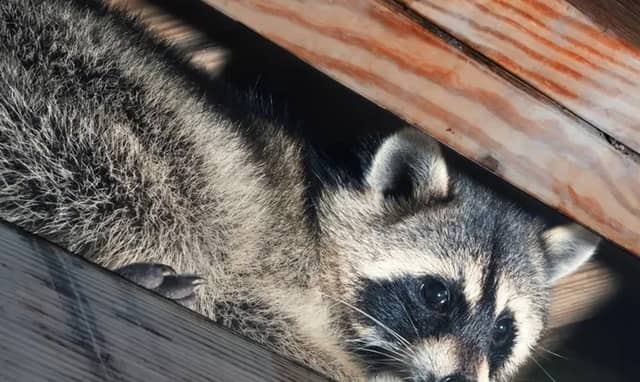 Varmint Control - Image 1