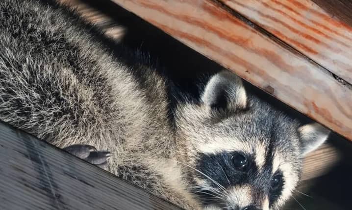 Varmint Control - Image 1