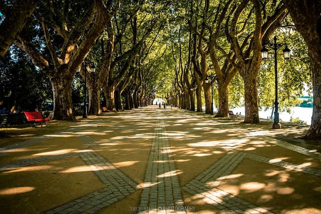 Avenida dos Plátanos - Image 1