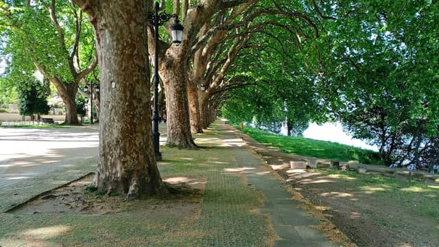 Avenida dos Plátanos - Image 2