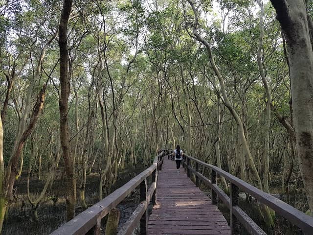 Las Piñas-Parañaque Wetland Park - Image 3