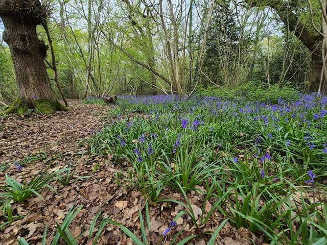 Burbage Common And Woods Country Park - Image 1