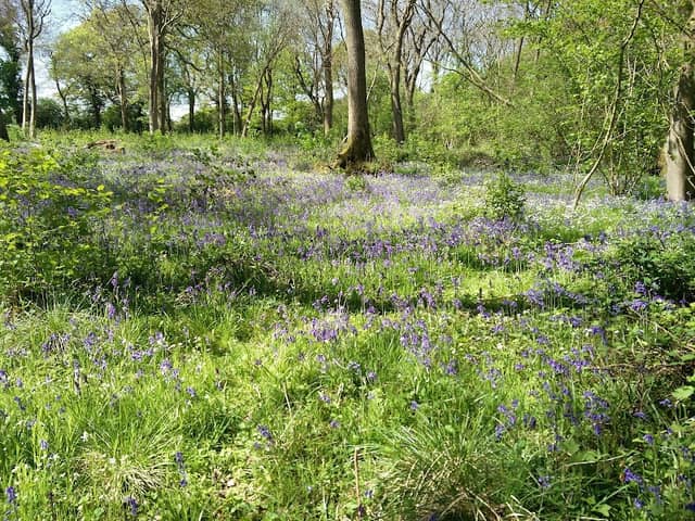 Burbage Common And Woods Country Park - Image 2