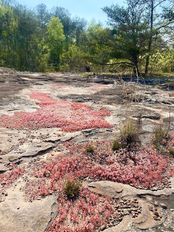 Hinds Road Outcrop Forever Wild Tract - Image 2