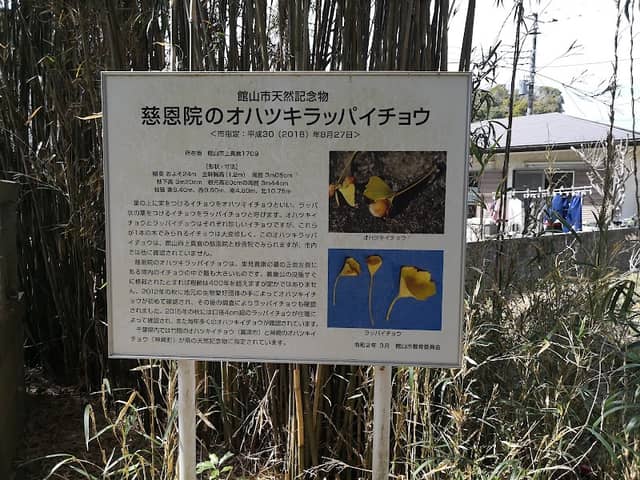 慈恩院のオハツキラッパイチョウ(館山市天然記念物) - Image 1