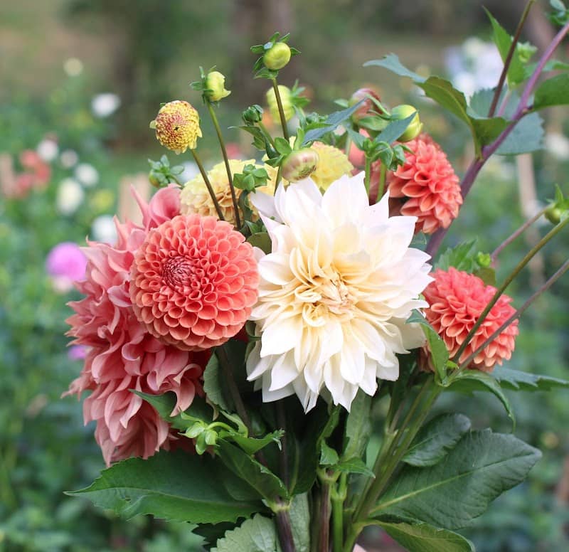 Selah Flower Farm - Image 1