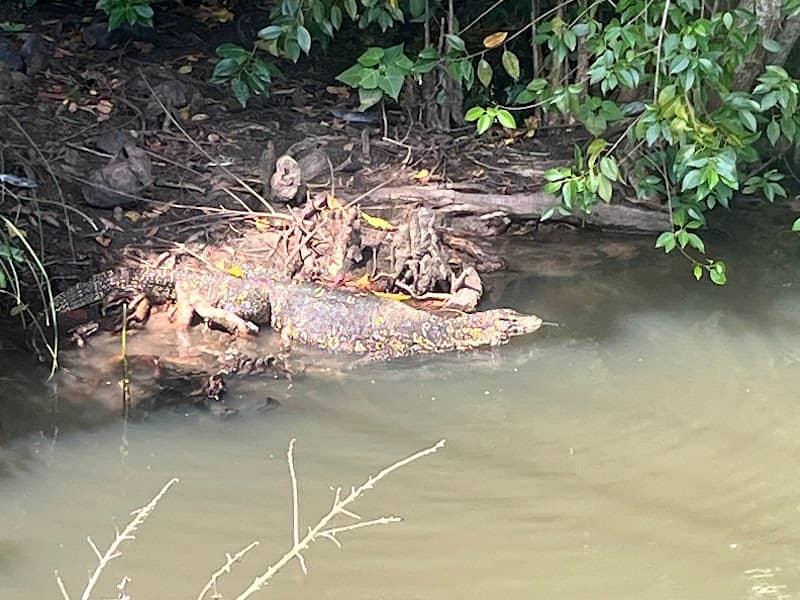 කඩොලාන උද්යානය දික්වැල්ල. Mangrove Garden Dickwella. - Image 1