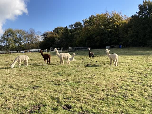 Somerset Alpaca Trekking - Image 2