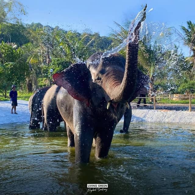 Pattaya Ethical Elephant Tour (Living Green Elephant Sanctuary) - Image 1
