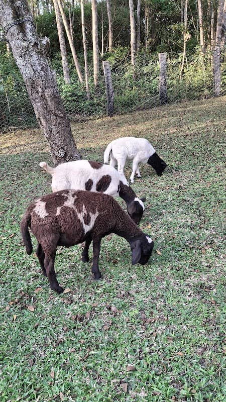 EcoParque Tomodati - Image 1