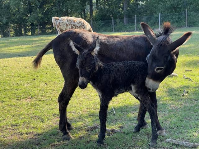 A Zoo 2 You Mobile Petting Zoo - Image 2