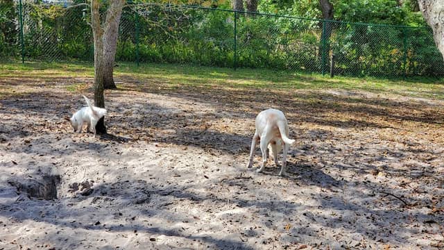 Van Alder Dog Park - Image 2