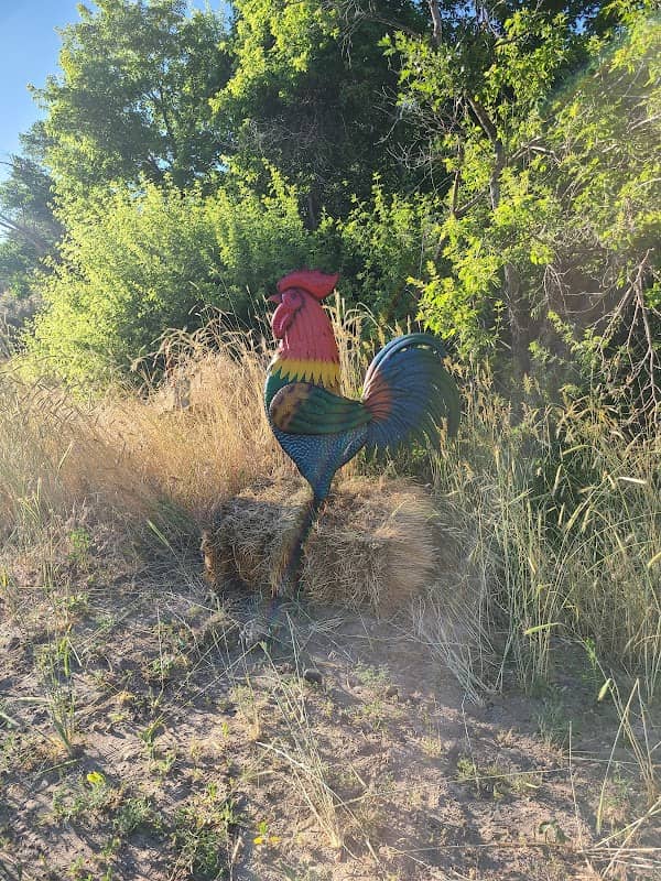 The Rooster - Image 1