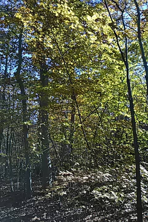 Elton Beard Family Cabin - Image 2